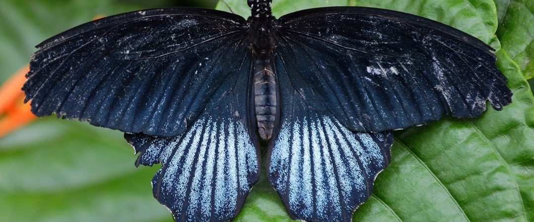 Black Butterfly Meaning What Does The Black Butterfly Mean 