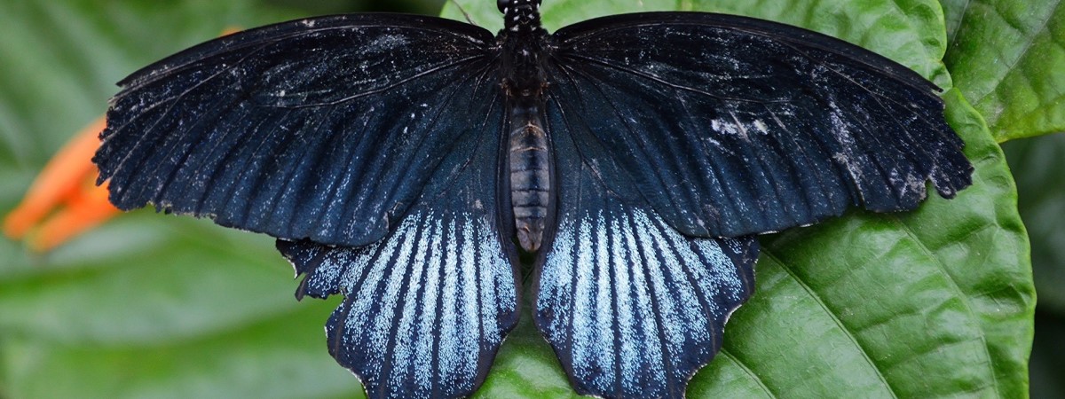 Black Butterfly Meaning What Does The Black Butterfly Mean 