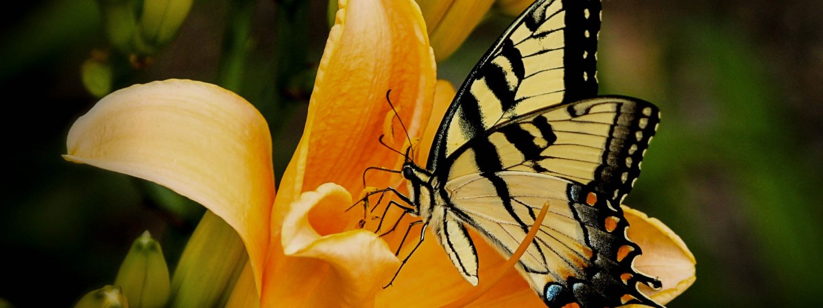 Black And Yellow Butterfly Meaning Culture And Psychology