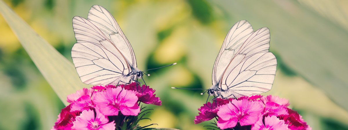 white-butterfly-meaning-and-significance